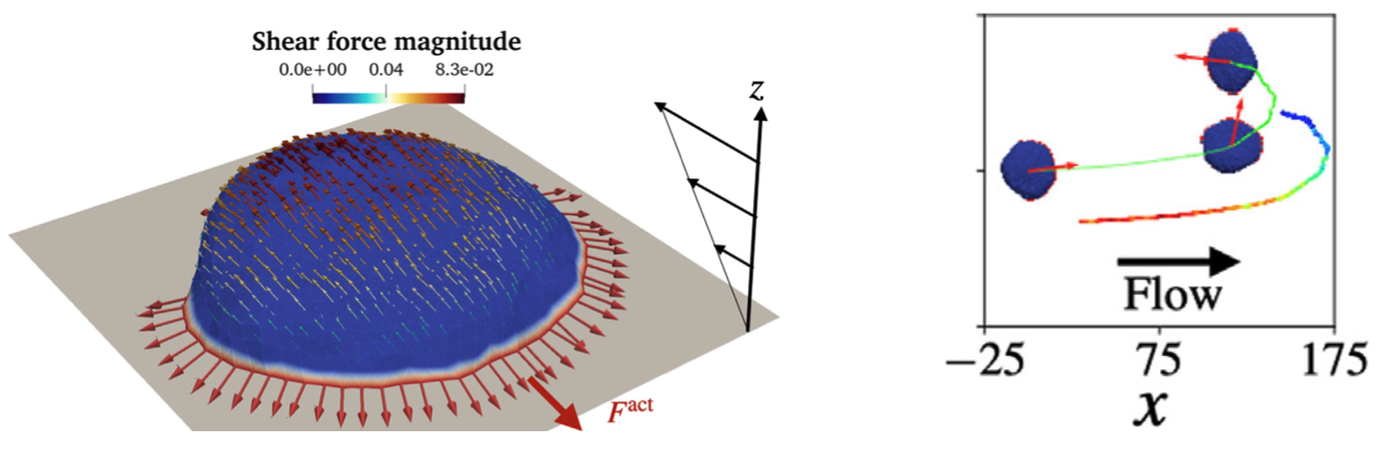 Driven by Curvature: Cell Shapes and Cell Migration | Nir Gov's Lab
